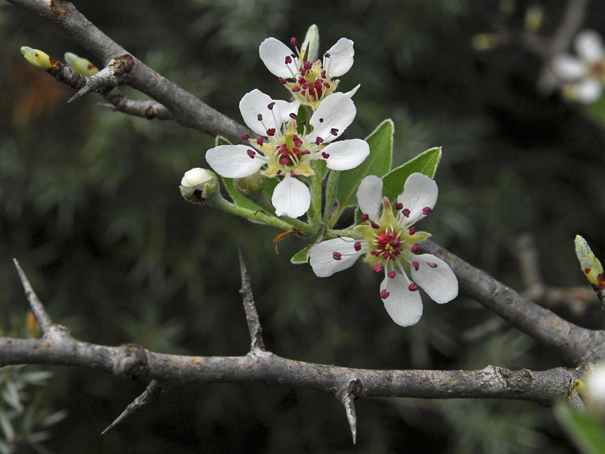 Pyrus amygdaliformis